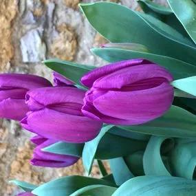Purple Flag Tulip (Tulipa Purple Flag) Img 3